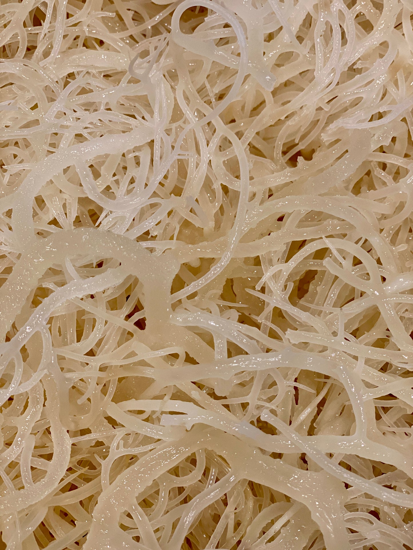 Raw Sea Moss Gold | St Lucia Wildcrafted