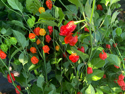 Carolina Reaper Powder