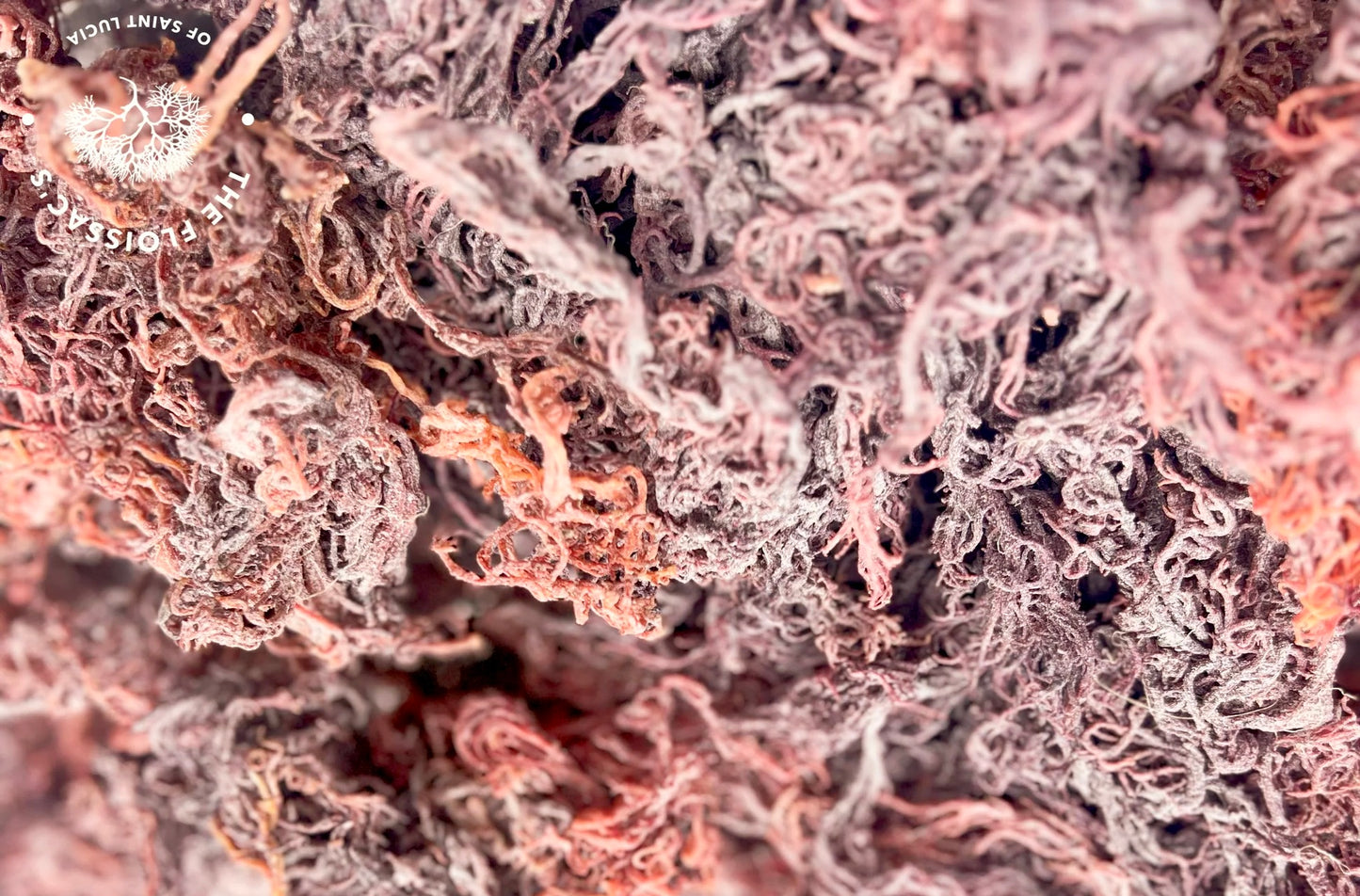 raw purple sea moss